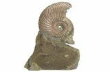 Iridescent, Pyritized Ammonite (Quenstedticeras) Fossil Display #207123-1